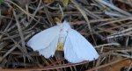 Kuprówka złotnica (Euproctis simillis)
