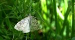 Evergestis pallidata