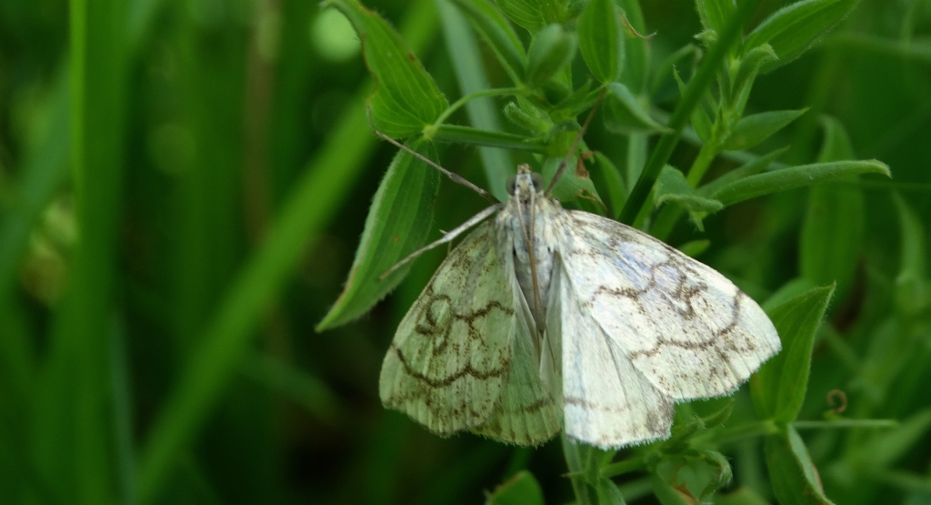 Evergestis pallidata