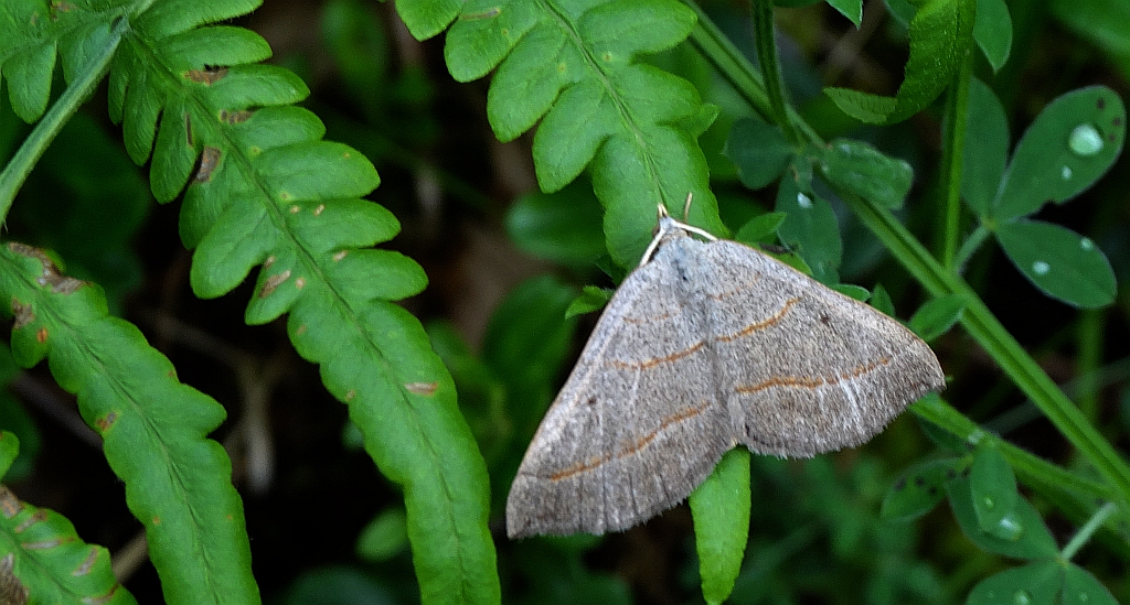 Pomiernik szaniec (Scotopteryx mucronata)