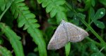 Pomiernik szaniec (Scotopteryx mucronata)