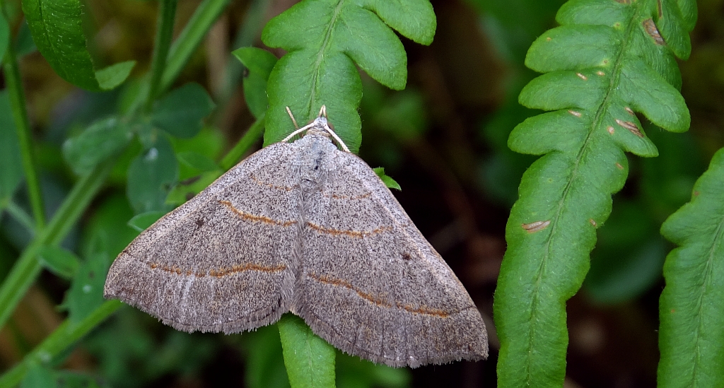 Pomiernik szaniec (Scotopteryx mucronata)