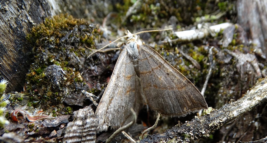 Pomiernik szaniec (Scotopteryx mucronata)