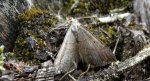 Pomiernik szaniec (Scotopteryx mucronata)