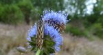 Pstrokówka kreskówka (Coscinia striata)