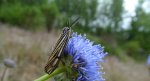 Pstrokówka kreskówka (Coscinia striata)