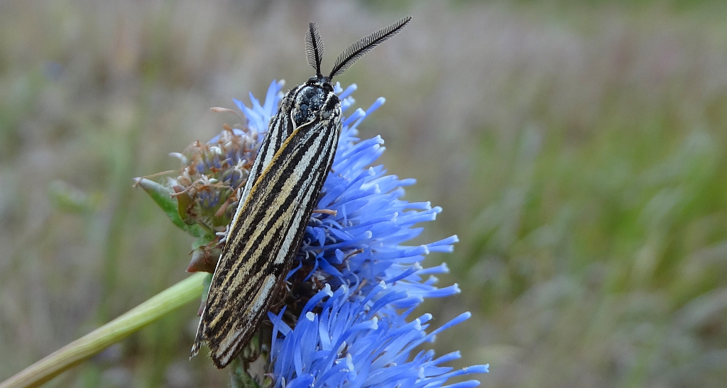 Pstrokówka kreskówka (Coscinia striata)