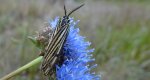 Pstrokówka kreskówka (Coscinia striata)