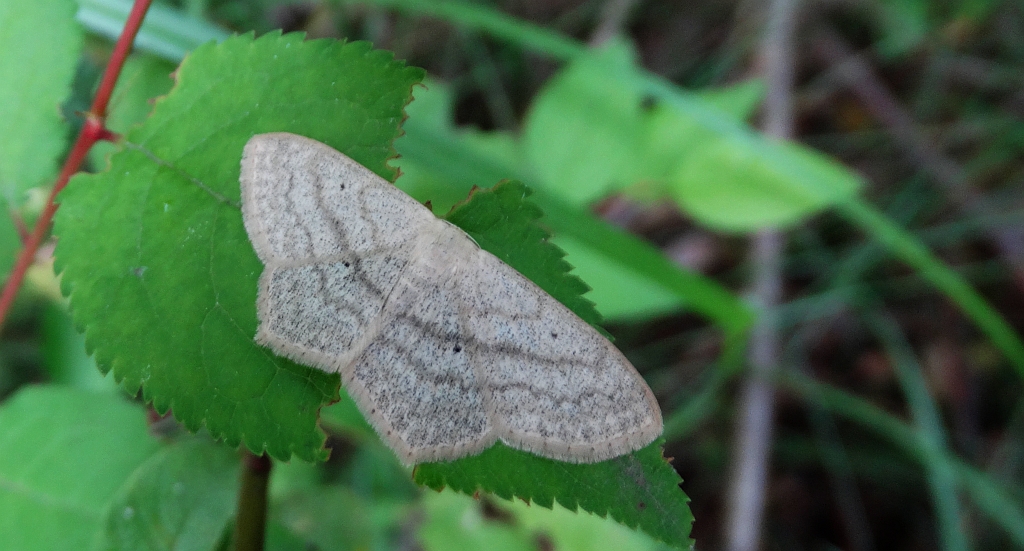Wątlak czarnokropek (Scopula nigropunctata)