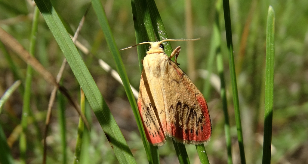 Łada różowica (Miltochrista miniata)