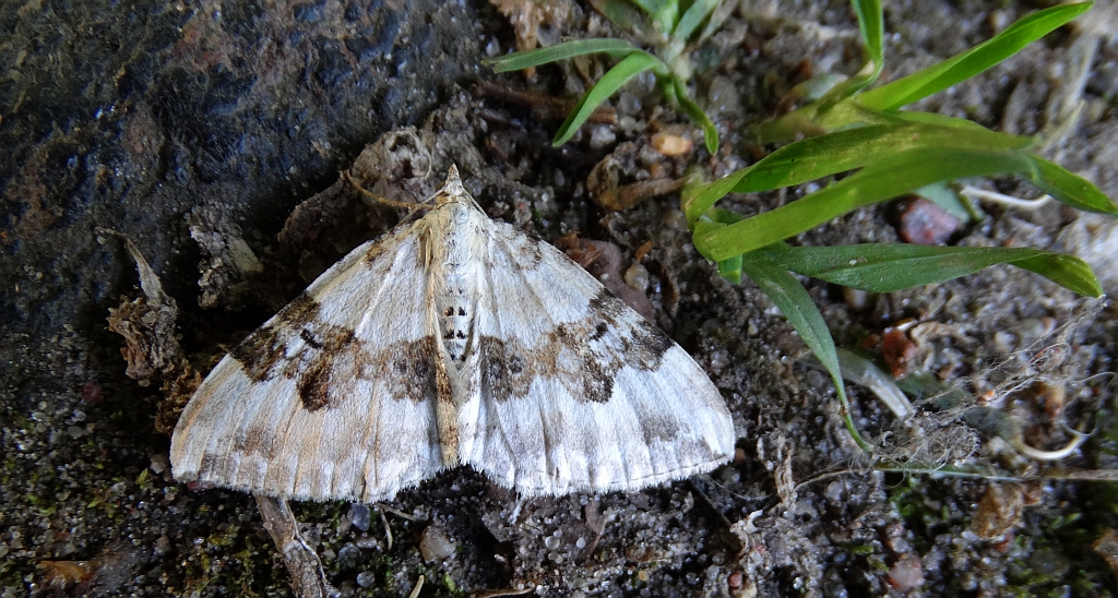 Paśnik rzeczek (Epirrhoe rivata)