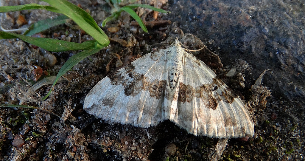 Paśnik rzeczek (Epirrhoe rivata)