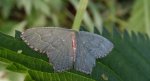 Miernik kreskowiak (Hemithea aestivaria)