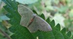 Miernik kreskowiak (Hemithea aestivaria)