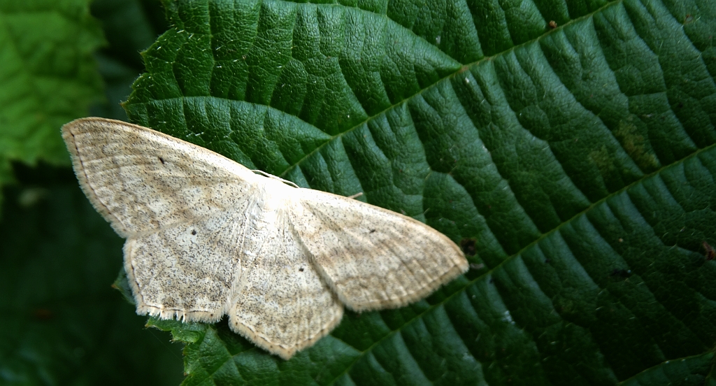 Wątlak czarnokropek (Scopula nigropunctata)