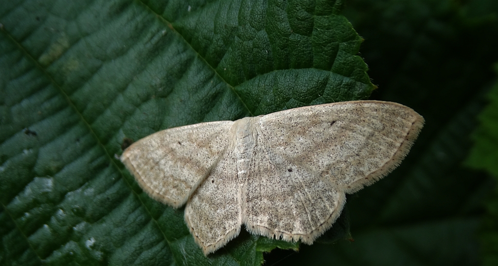 Wątlak czarnokropek (Scopula nigropunctata)