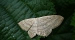 Wątlak czarnokropek (Scopula nigropunctata)