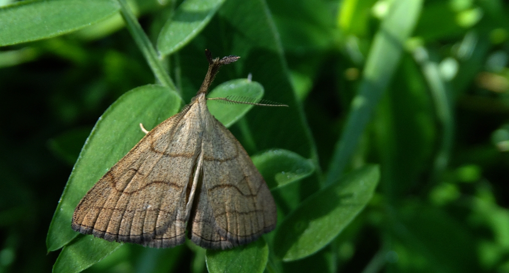 Polypogon tentacularia