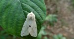 Szewnica bzówka (Spilosoma lutea)