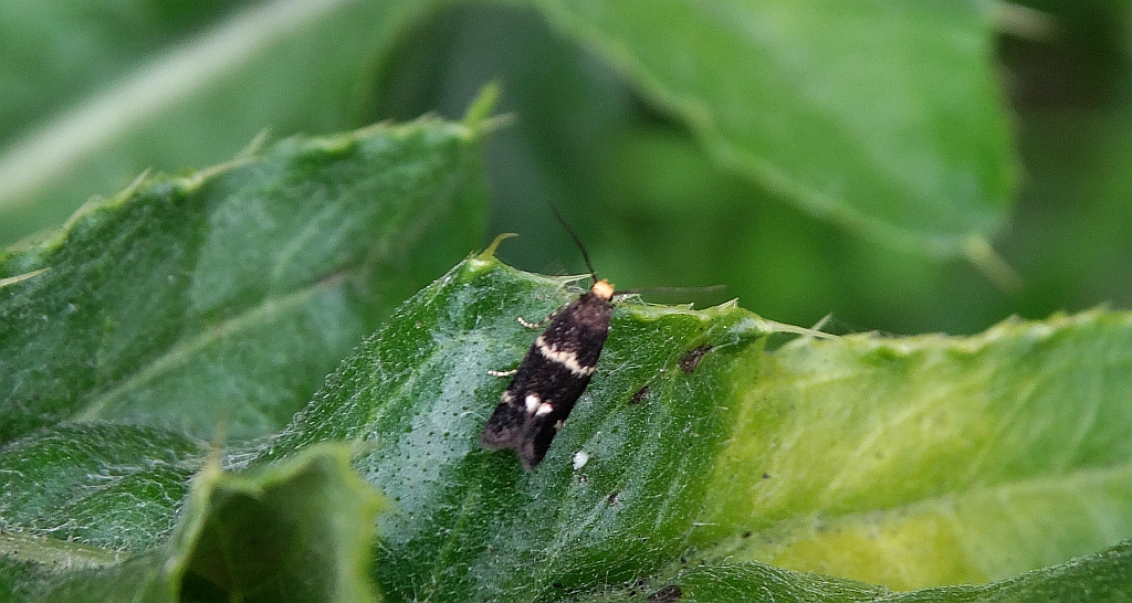 Lampronia flavimitrella