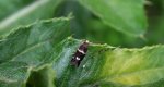 Lampronia flavimitrella