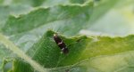 Lampronia flavimitrella