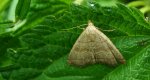 Pechipogo strigilata