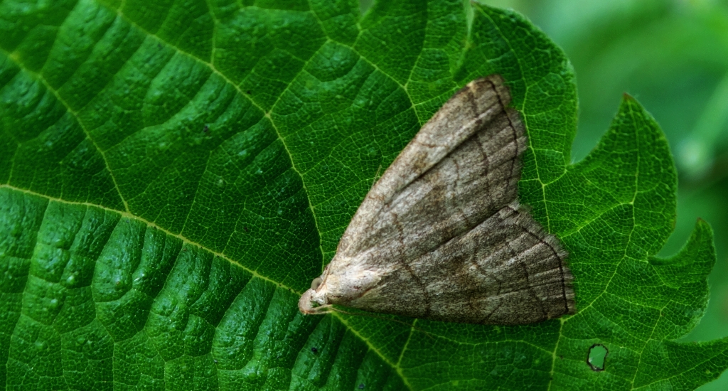 Pechipogo strigilata