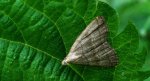 Pechipogo strigilata