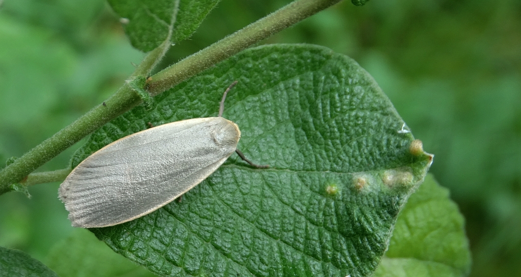 Fałdówka szarynka (Eilema griseola)