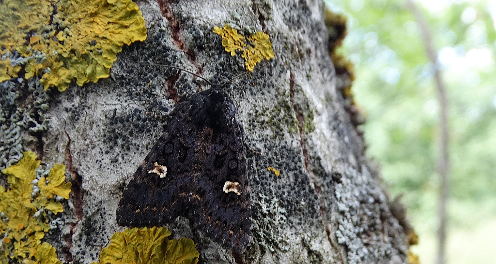 Piętnówka rdestówka (Melanchra persicariae)