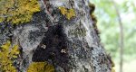 Piętnówka rdestówka (Melanchra persicariae)