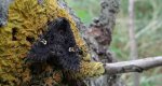 Piętnówka rdestówka (Melanchra persicariae)