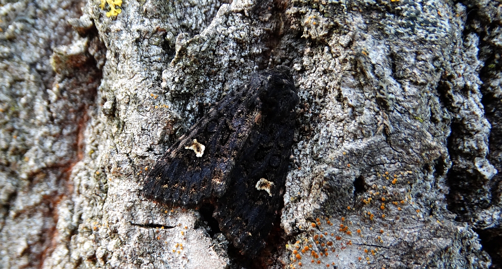 Piętnówka rdestówka (Melanchra persicariae)