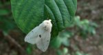 Szewnica bzówka (Spilosoma lutea)
