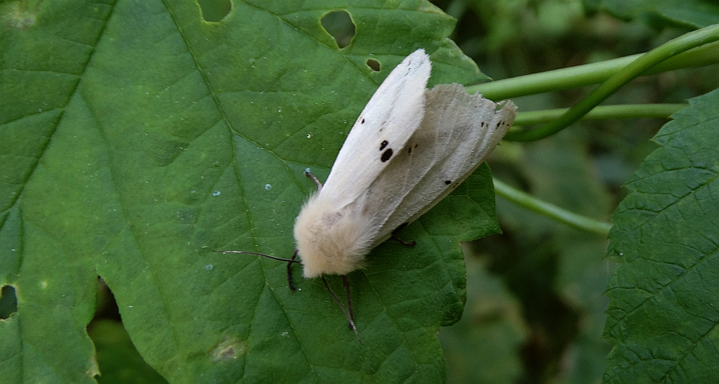 Szewnica bzówka (Spilosoma lutea)