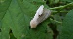 Szewnica bzówka (Spilosoma lutea)