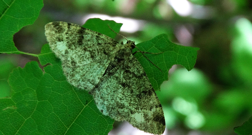 Przylepek podobniak (Parectropis similaria)