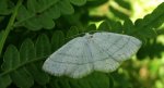 Ciemnokres wierzbowiec (Cabera pusaria)