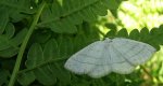 Ciemnokres wierzbowiec (Cabera pusaria)