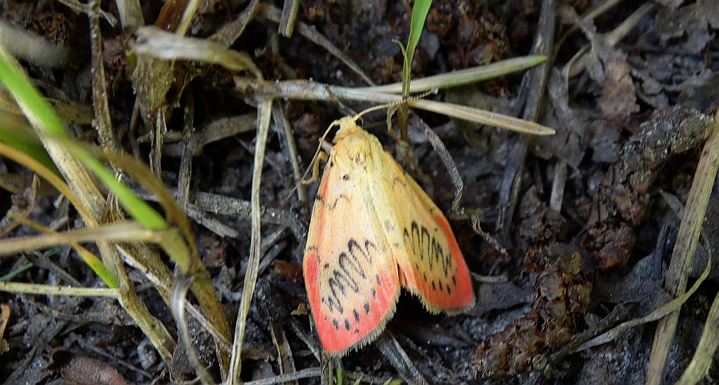 Łada różowica (Miltochrista miniata)