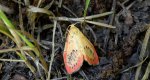 Łada różowica (Miltochrista miniata)