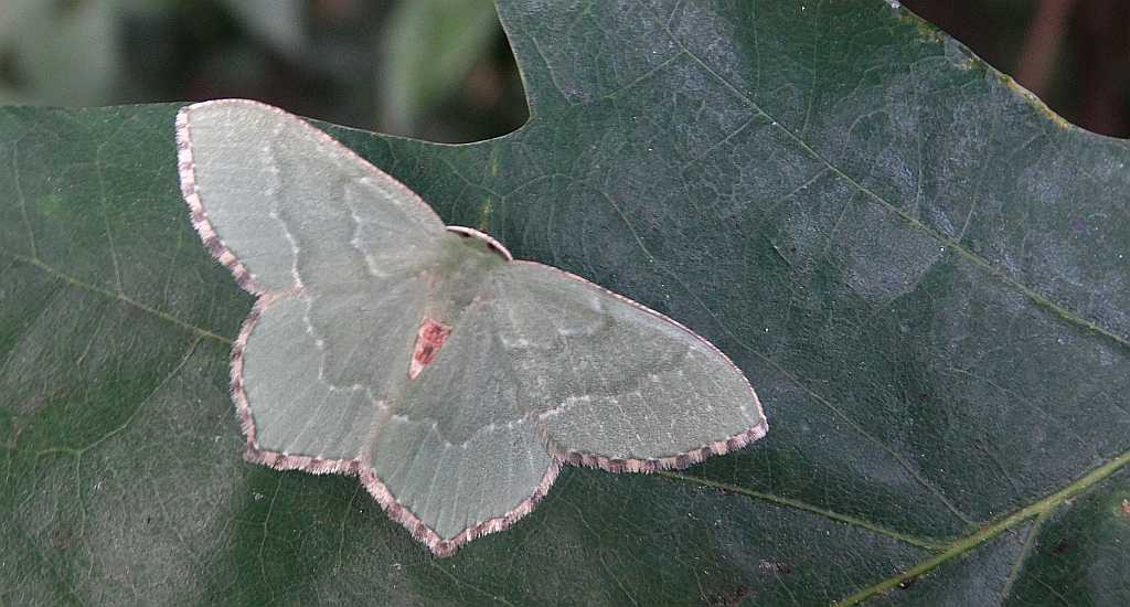 Miernik kreskowiak (Hemithea aestivaria)