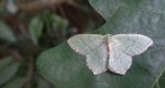 Miernik kreskowiak (Hemithea aestivaria)