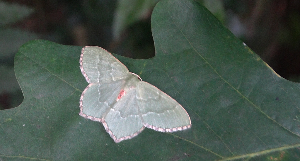Miernik kreskowiak (Hemithea aestivaria)
