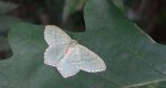 Miernik kreskowiak (Hemithea aestivaria)