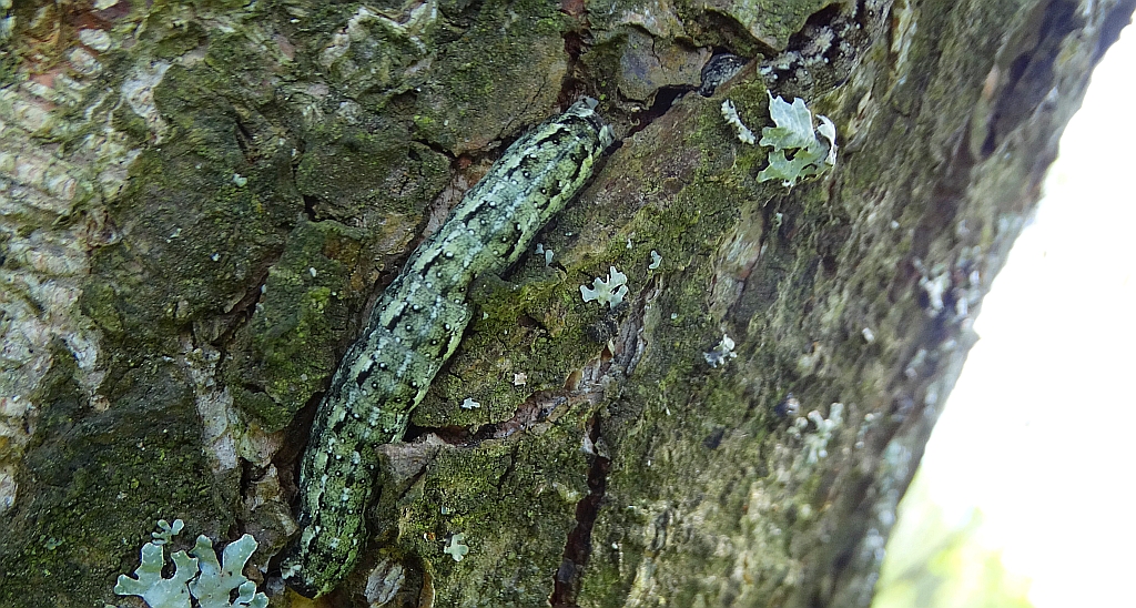 Ochybnica runiówka (Griposia aprilina)  lub rolnica panewka (Xestia c-nigrum)
