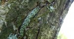 Ochybnica runiówka (Griposia aprilina)  lub rolnica panewka (Xestia c-nigrum)