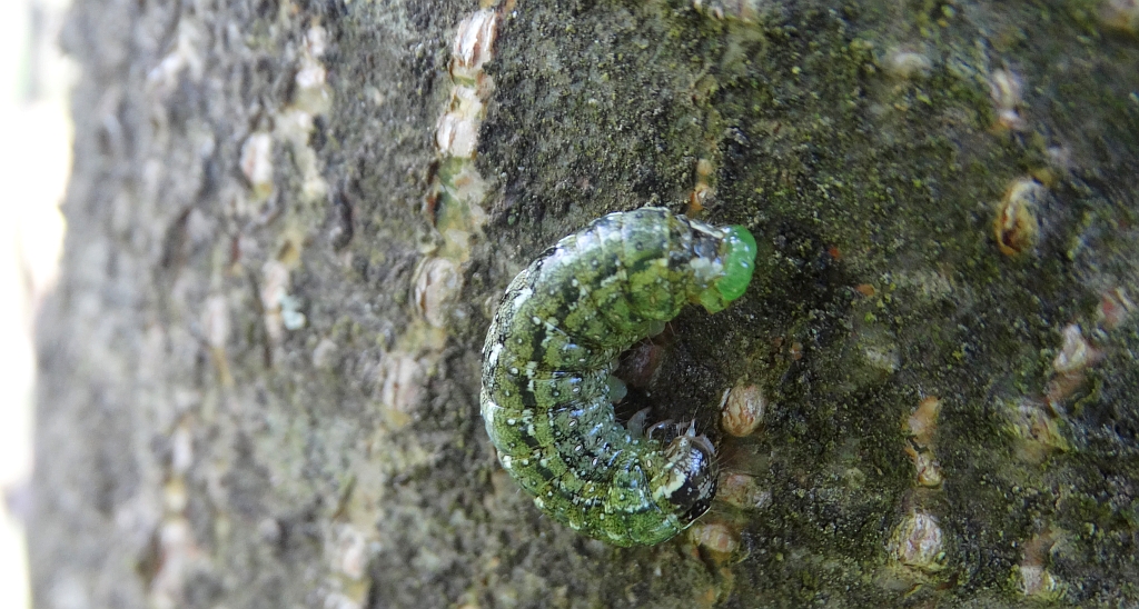 Ochybnica runiówka (Griposia aprilina) lub rolnica panewka (Xestia c-nigrum)