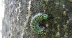 Ochybnica runiówka (Griposia aprilina) lub rolnica panewka (Xestia c-nigrum)
